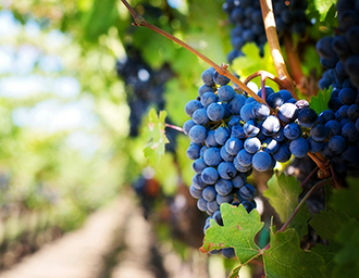 Clima y terroir excepcionales